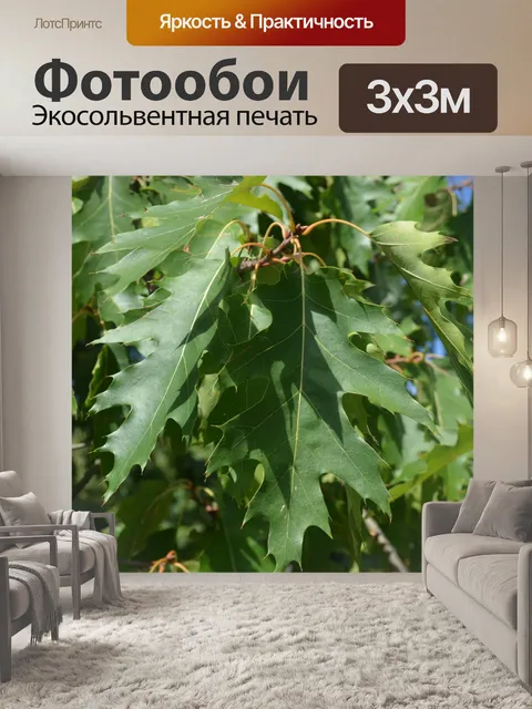 Фотообои Дубовые листья