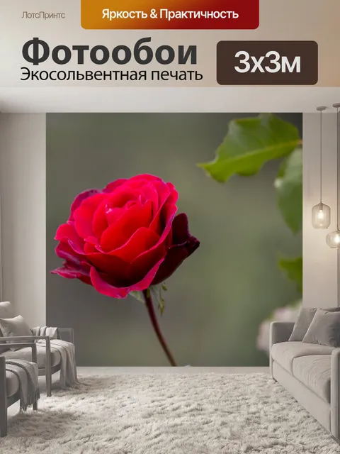 Фотообои Красная роза