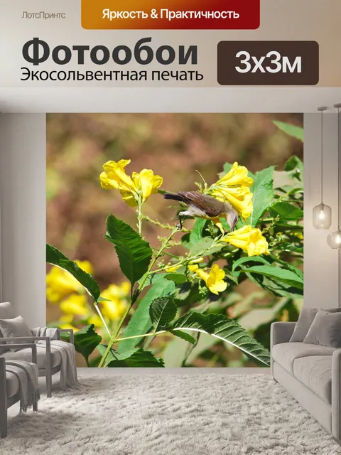 Фотообои Гоа птицы