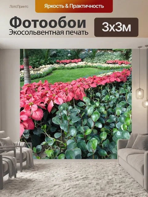 Фотообои Поинсеттиа
