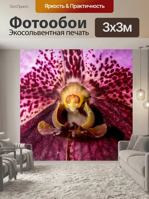 Фотообои Цветок орхидеи