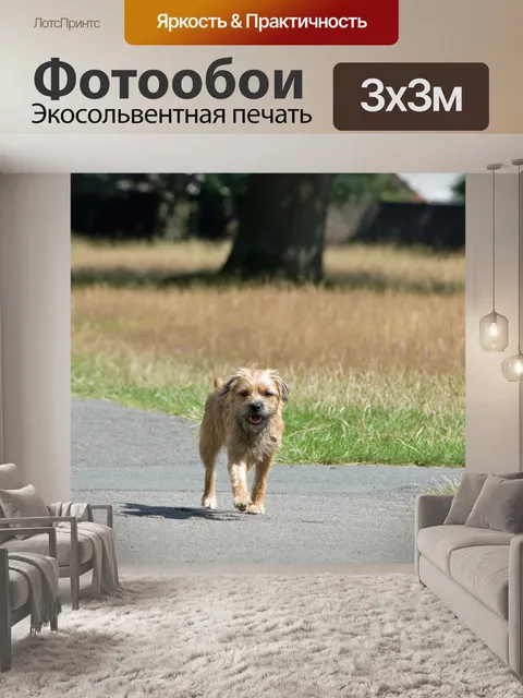 Фотообои Собака, Бордер терьер