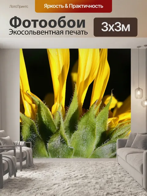 Фотообои желтые лепестки подсолнуха