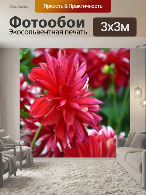 Фотообои Хризантемы 8