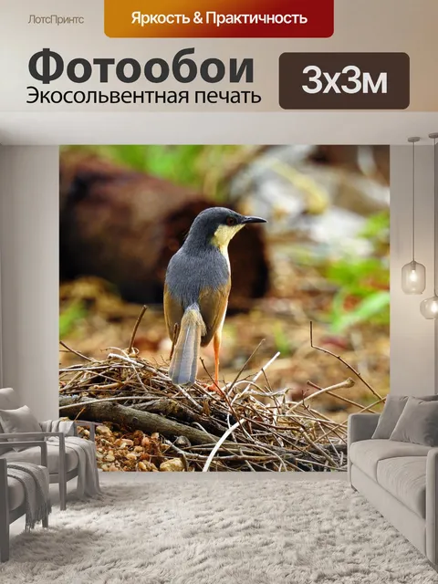 Фотообои Черная пелериной воробей