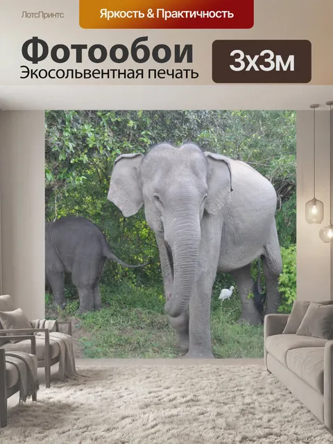Фотообои Слоны