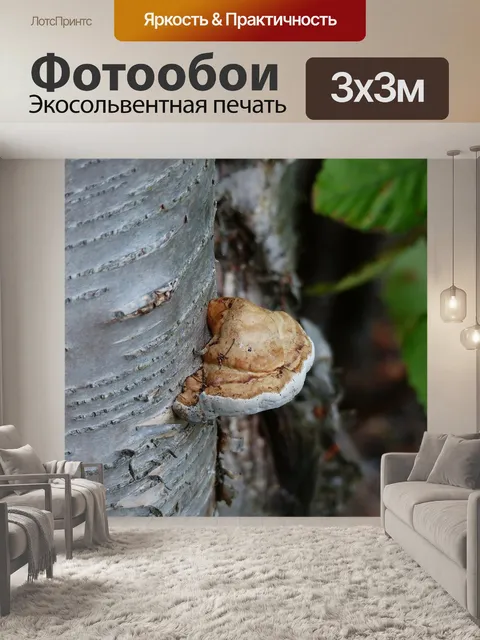 Фотообои Грибок