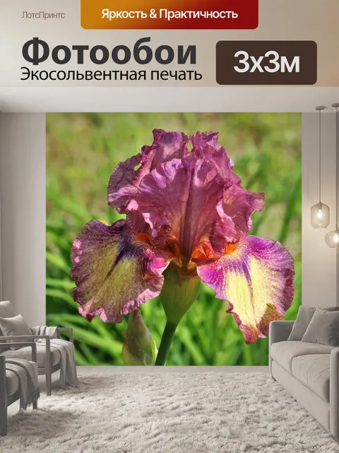 Фотообои Фиолетовый и желтый ирис крупным планом
