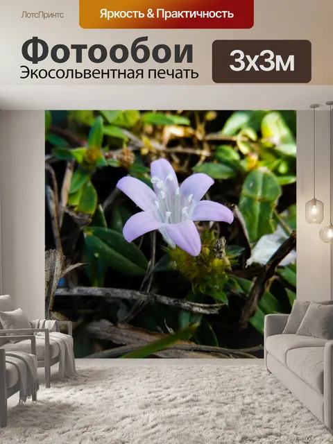 Фотообои Флорида уайлдфлауэр