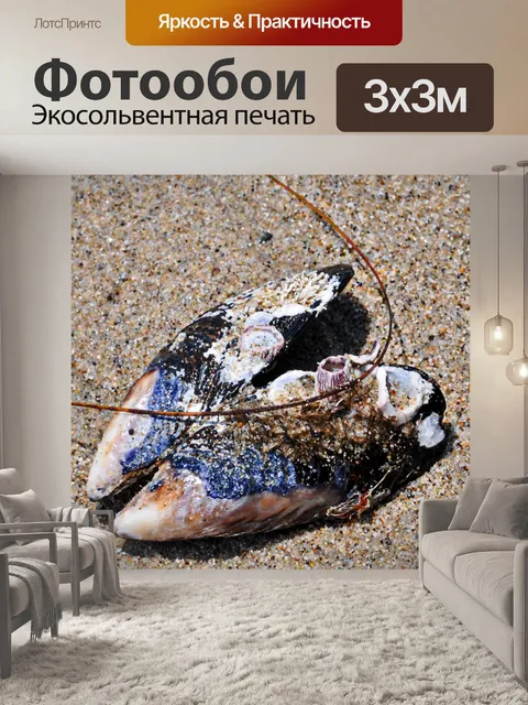 Фотообои ракушки