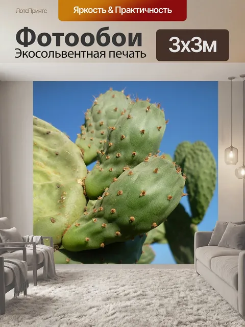 Фотообои Кактус