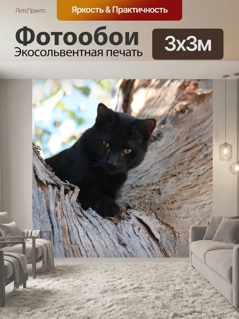 Фотообои Черный кот