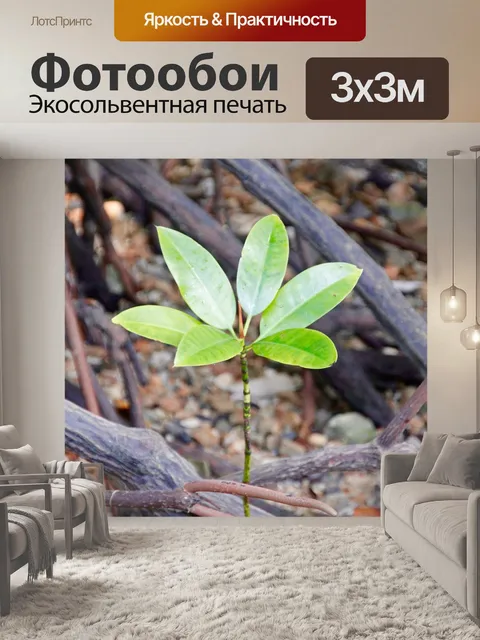 Фотообои Мангровые заросли