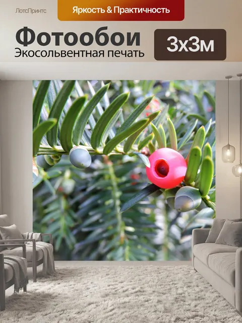 Фотообои Тис