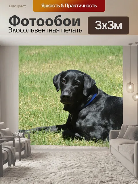 Фотообои Лабрадор ретривер