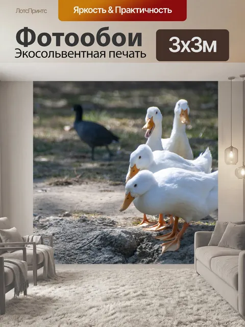 Фотообои Четыре домашних белых утка