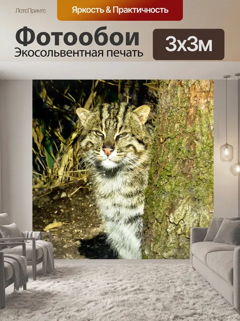 Фотообои Кот