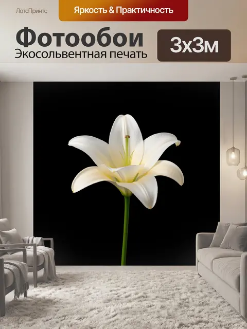 Фотообои Белая лилия на черном фоне