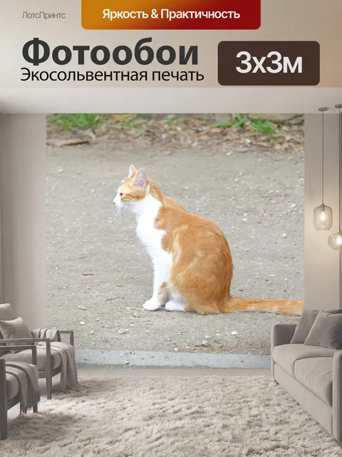 Фотообои Рыжий кот сидит