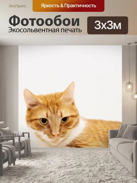 Фотообои Кот