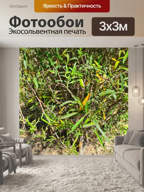 Фотообои Родные стручки кустарников желтые цветы