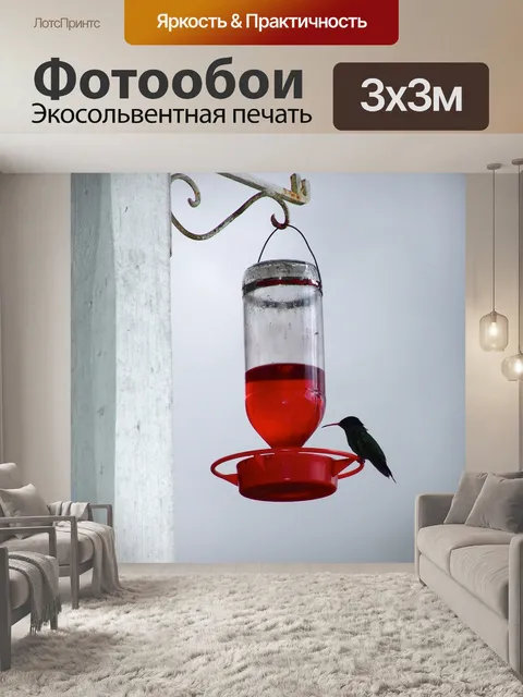 Фотообои Колибри
