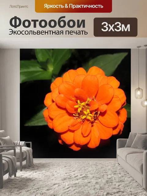Фотообои Цинния