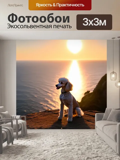 Фотообои пудель, сидящий на высоком утесе, смотрящий на океан