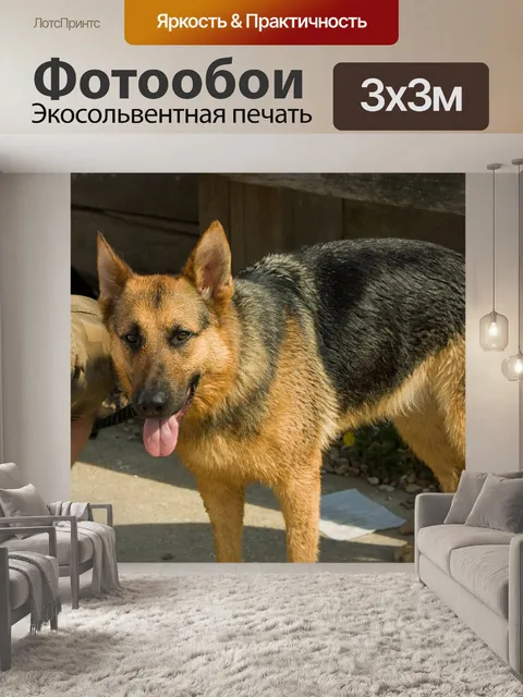 Фотообои Немецкая овчарка
