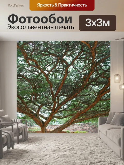 Фотообои большое дерево акации