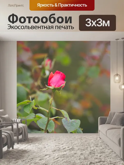Фотообои Рождение розы