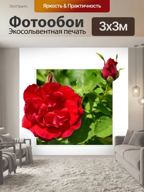 Фотообои Красные розы