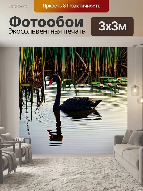 Фотообои Чёрный лебедь, плавающий в тихом озере, окружённый высокими таинственными камышами