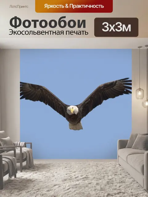 Фотообои Белоголовый орлан