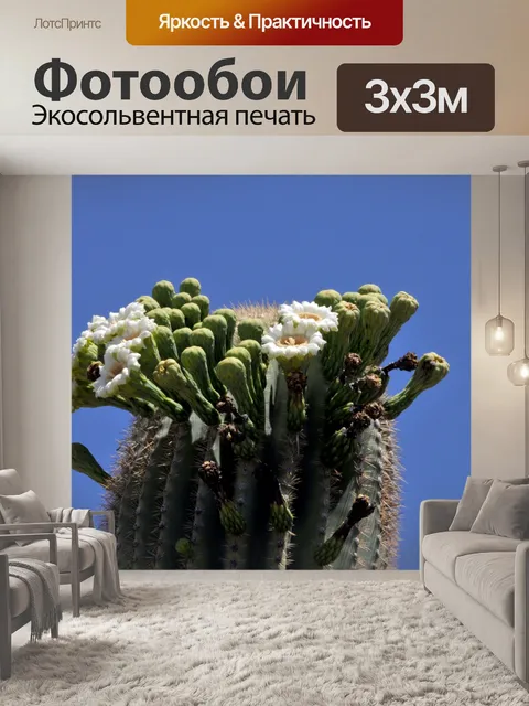 Фотообои Цветущий кактус