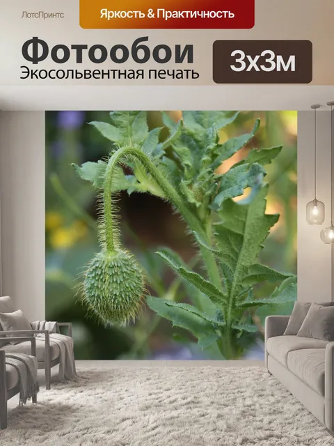 Фотообои Мак
