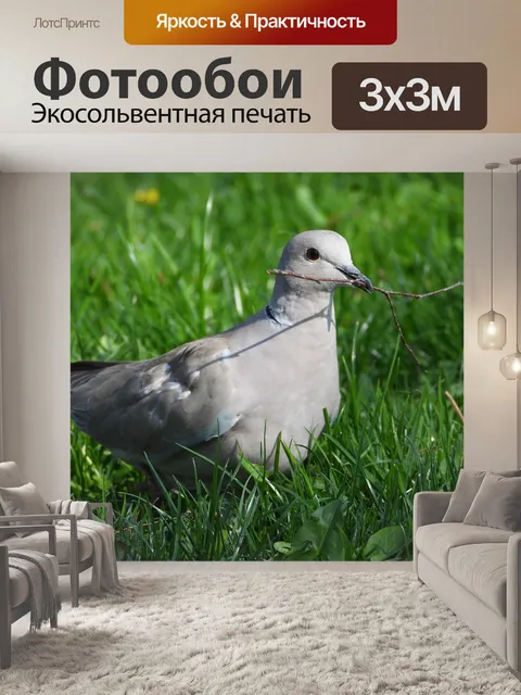 Фотообои Серый голубь