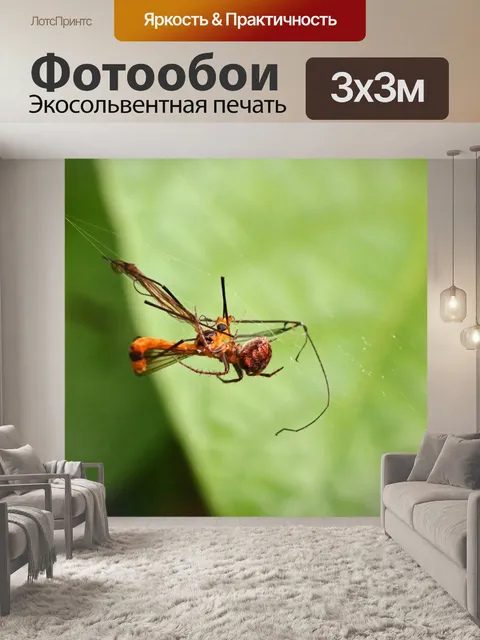 Фотообои Муха тигрового журавля застряла в сети