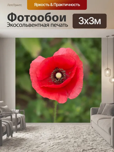 Фотообои Красный мак