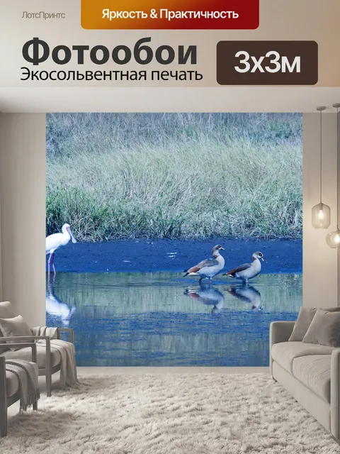 Фотообои белая африканская колпица