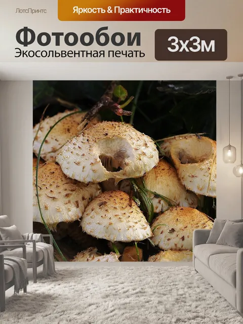 Фотообои Грибы