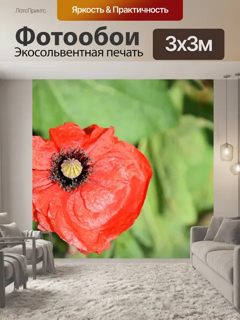 Фотообои Красный мак