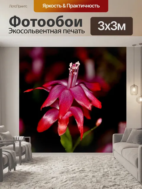 Фотообои Цветок деда мороза