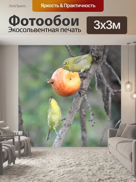 Фотообои Белоглазый