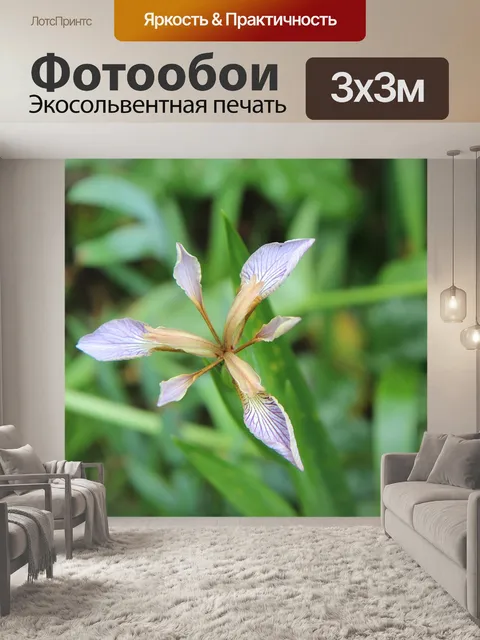 Фотообои Ирис