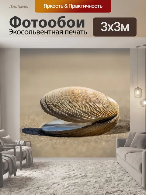Фотообои Морская ракушка
