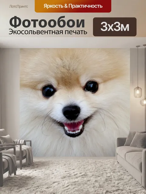 Фотообои Померанский шпиц