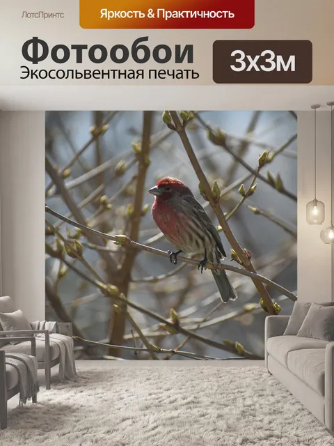 Фотообои Дом финч