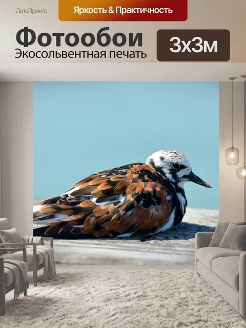 Фотообои Камнешарка