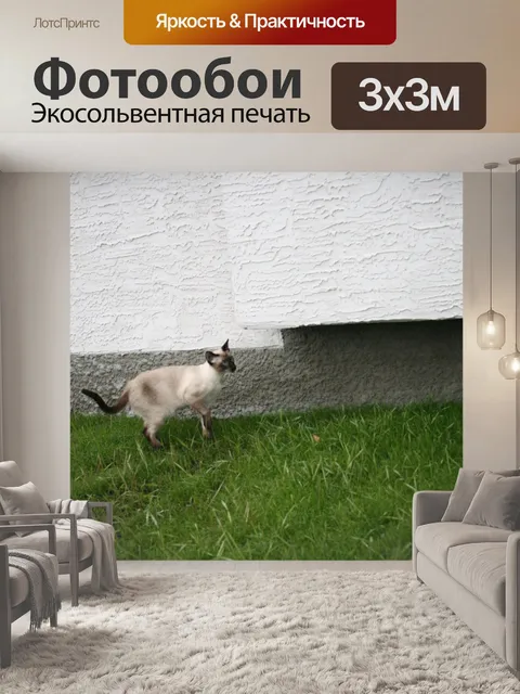 Фотообои Кошка на лужайке